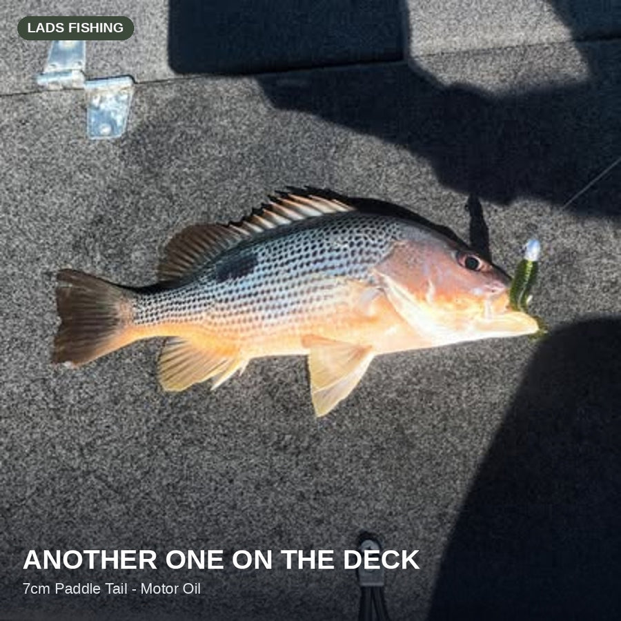7cm Paddle Tail - 8 Pack