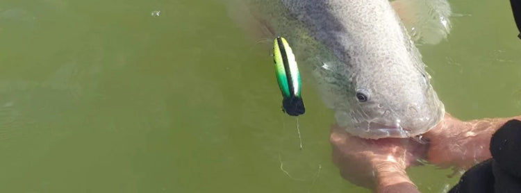 Releasing a Murray Cod with the lure still hooked