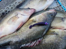 7cm Paddle Tail - 8 Pack