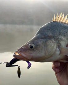 7cm Paddle Tail - 8 Pack