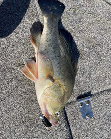 7cm Paddle Tail - 8 Pack