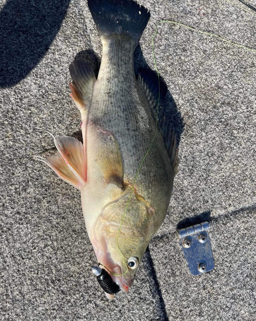 7cm Paddle Tail - 8 Pack