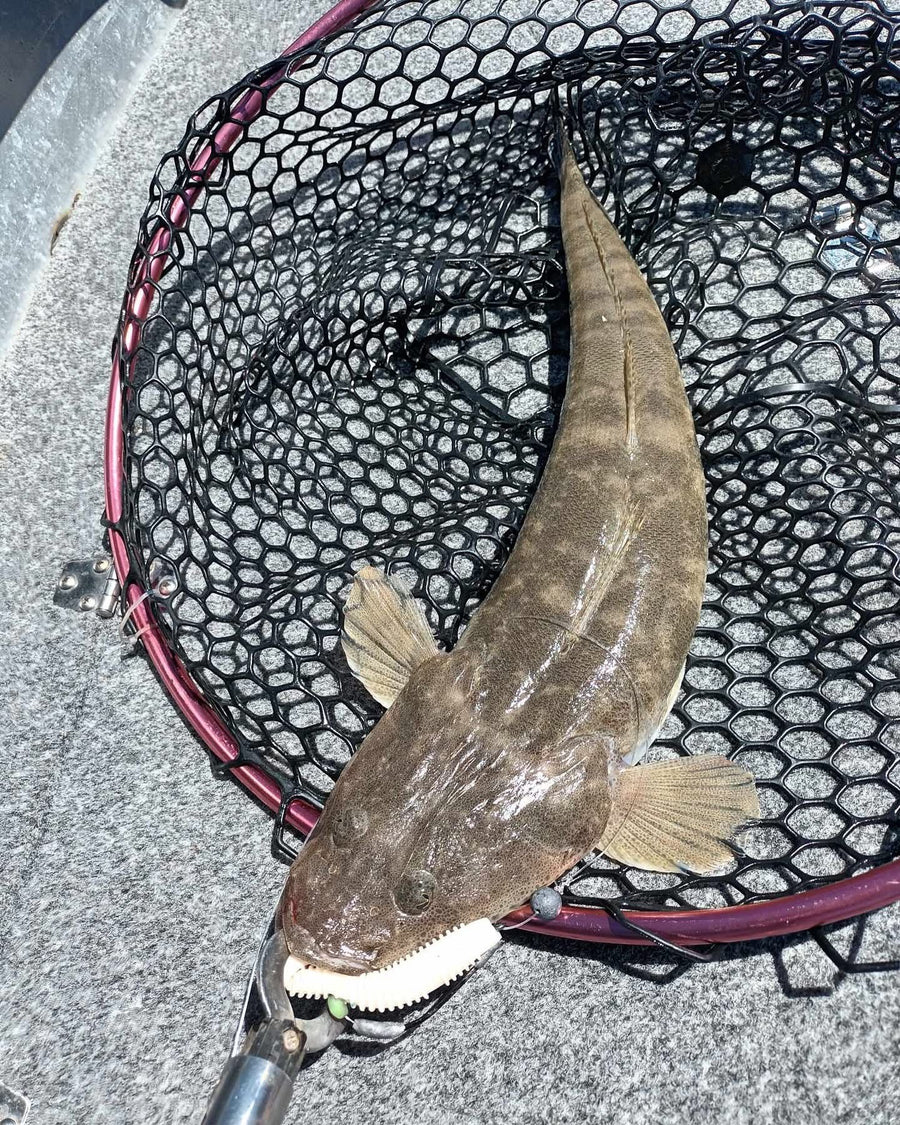 7cm Paddle Tail - 8 Pack