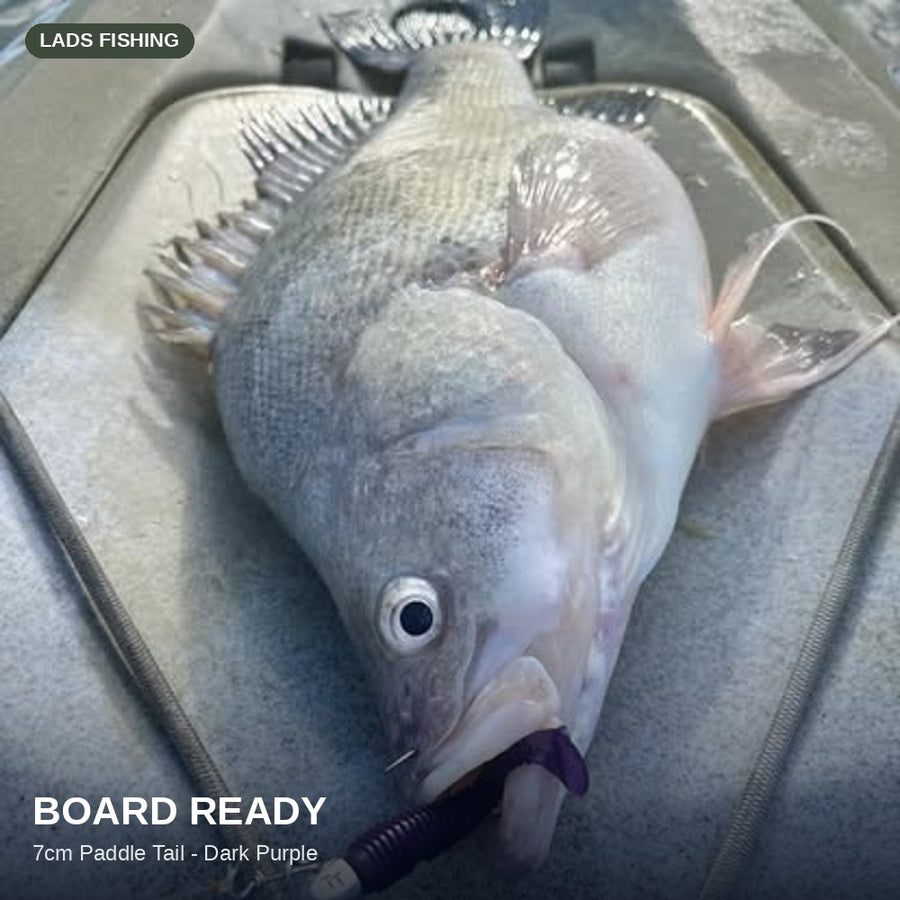 7cm Paddle Tail - 8 Pack