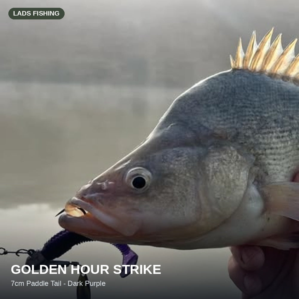Golden hour strike — caught on the Dark Purple 7cm Paddle Tail