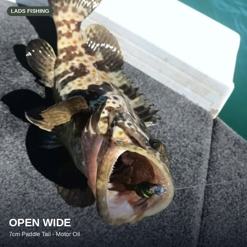 Open wide — caught on the Motor Oil 7cm Paddle Tail