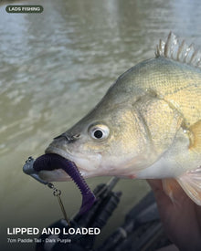 7cm Paddle Tail - 8 Pack
